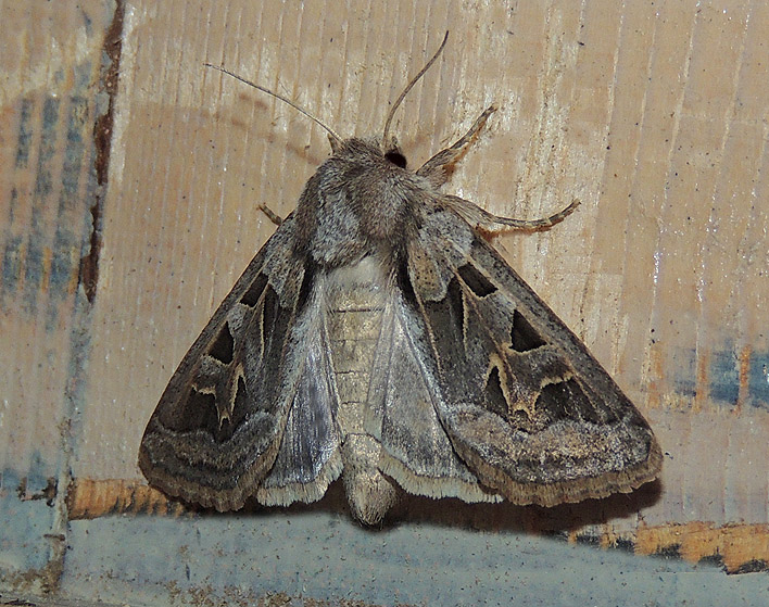 Episema glaucina Noctuidae